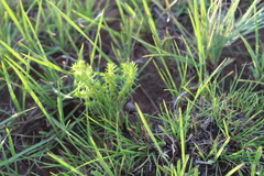 Crassula lanceolata transvaalensis