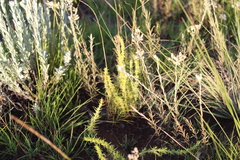 Crassula lanceolata transvaalensis