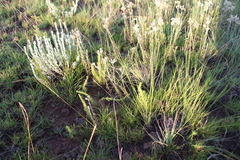 Crassula lanceolata transvaalensis