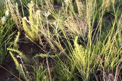 Crassula lanceolata transvaalensis