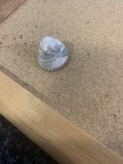 Coelotrochus tiaratus