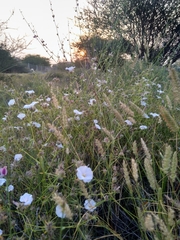 Convolvulus virgatus
