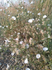 Convolvulus virgatus