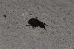 Otiorhynchus rugosostriatus