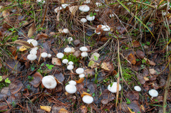 Hygrophorus hedrychii