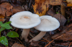 Hygrophorus hedrychii