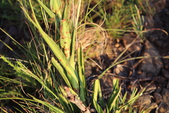 Crassula alba