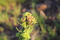 Crassula alba