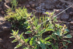 Ajuga ophrydis