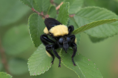 Laphria macquarti