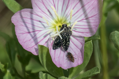 Acmaeodera