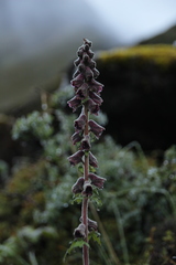 Aconitum novoluridum