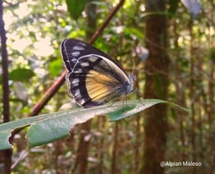 Delias kazueae