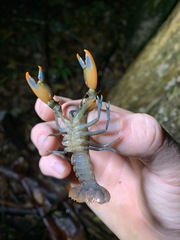 Cherax depressus