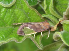 Bertholdia specularis