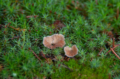 Cotylidia undulata