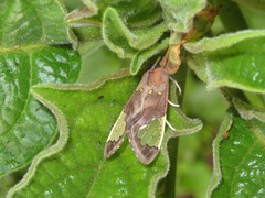 Bertholdia specularis