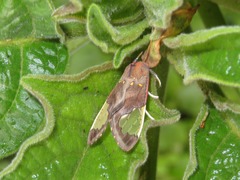 Bertholdia specularis