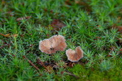 Cotylidia undulata