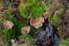 Cotylidia undulata