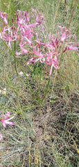 Nerine
