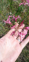Nerine