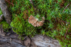 Cotylidia undulata