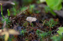 Cotylidia undulata