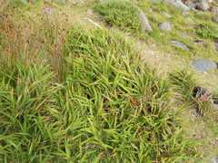 Dianella congesta