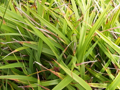 Dianella congesta