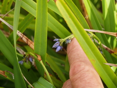 Dianella congesta
