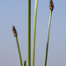 Flat-stem Spikerush - Photo (c) aarongunnar, some rights reserved (CC BY), uploaded by aarongunnar