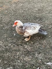 Cairina moschata domestica