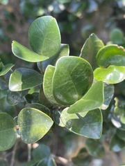 Memecylon soutpansbergense