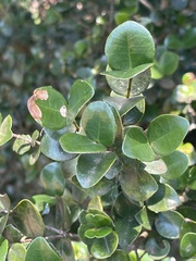 Memecylon soutpansbergense