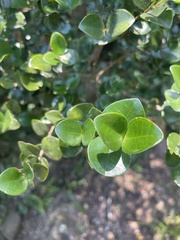 Memecylon soutpansbergense