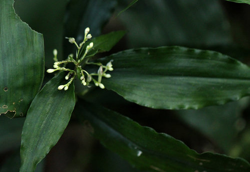 Stanfieldiella imperforata image