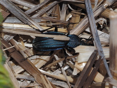 Carabus exaratus