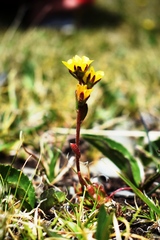 Saxifraga macrocalyx