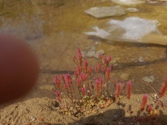 Rotala serpyllifolia