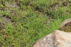 Cyperus teneristolon