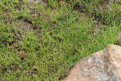 Cyperus teneristolon