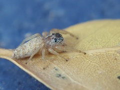 Hentzia