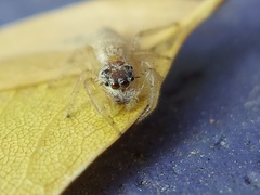 Hentzia
