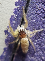 Hentzia