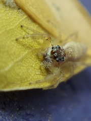 Hentzia