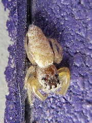 Hentzia