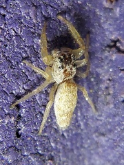 Hentzia