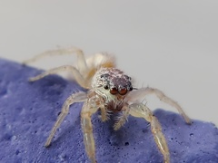 Hentzia
