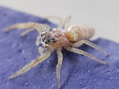 Hentzia